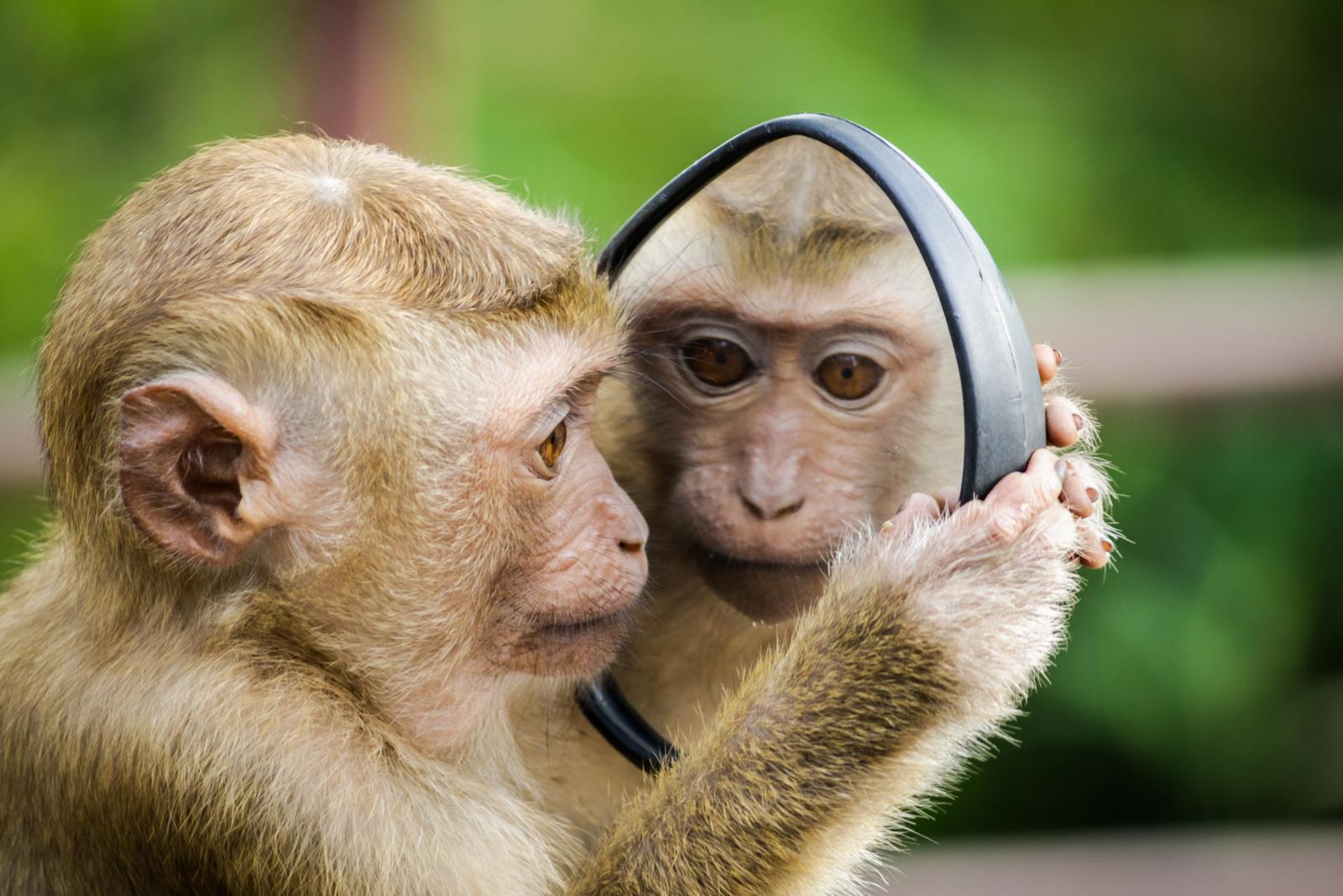 Una scimmia si guarda allo specchio