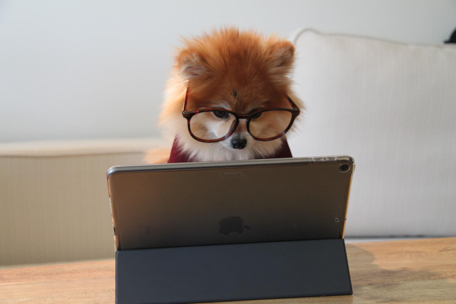 Una volpe con gli occhiali legge su un computer